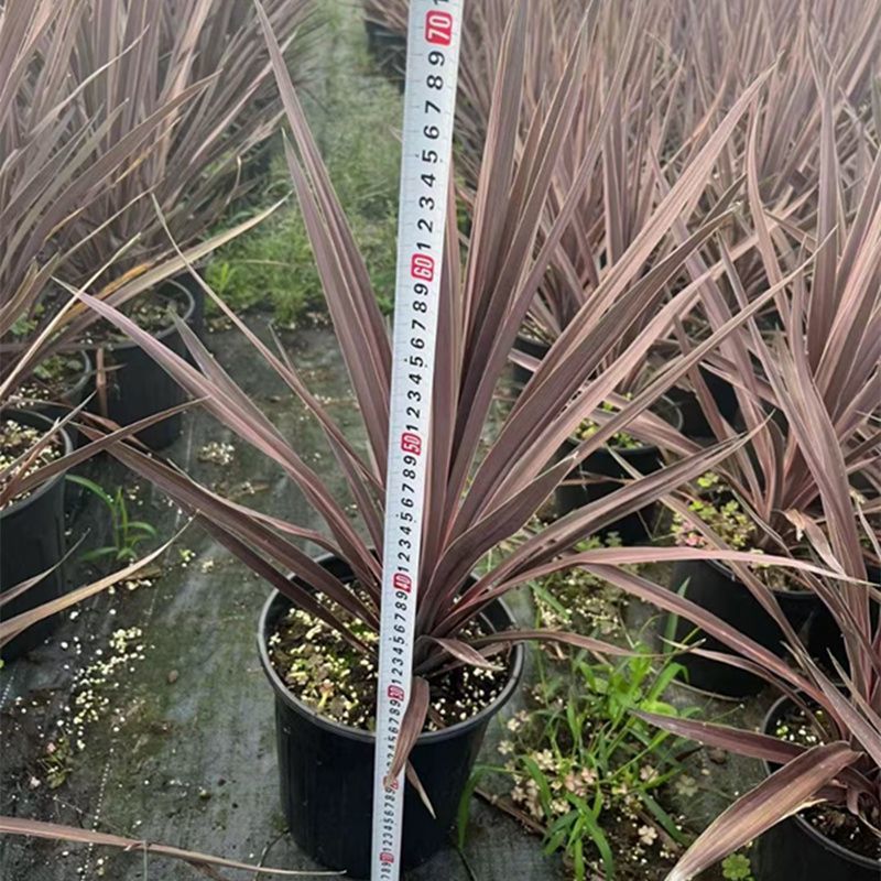 澳洲朱蕉红巨人盆栽大苗庭院阳台观叶多年生耐热寒花镜植物
