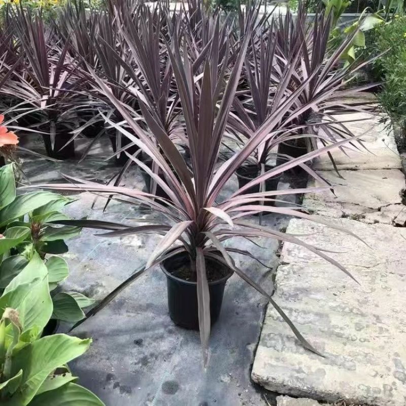 澳洲朱蕉红巨人盆栽大苗庭院阳台观叶多年生耐热寒花镜植物