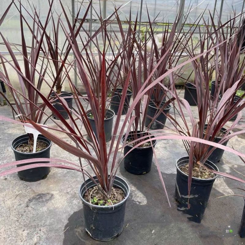 澳洲朱蕉红巨人盆栽大苗庭院阳台观叶多年生耐热寒花镜植物