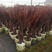 澳洲朱蕉红巨人盆栽大苗庭院阳台观叶多年生耐热寒花镜植物