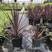 澳洲朱蕉红巨人盆栽大苗庭院阳台观叶多年生耐热寒花镜植物