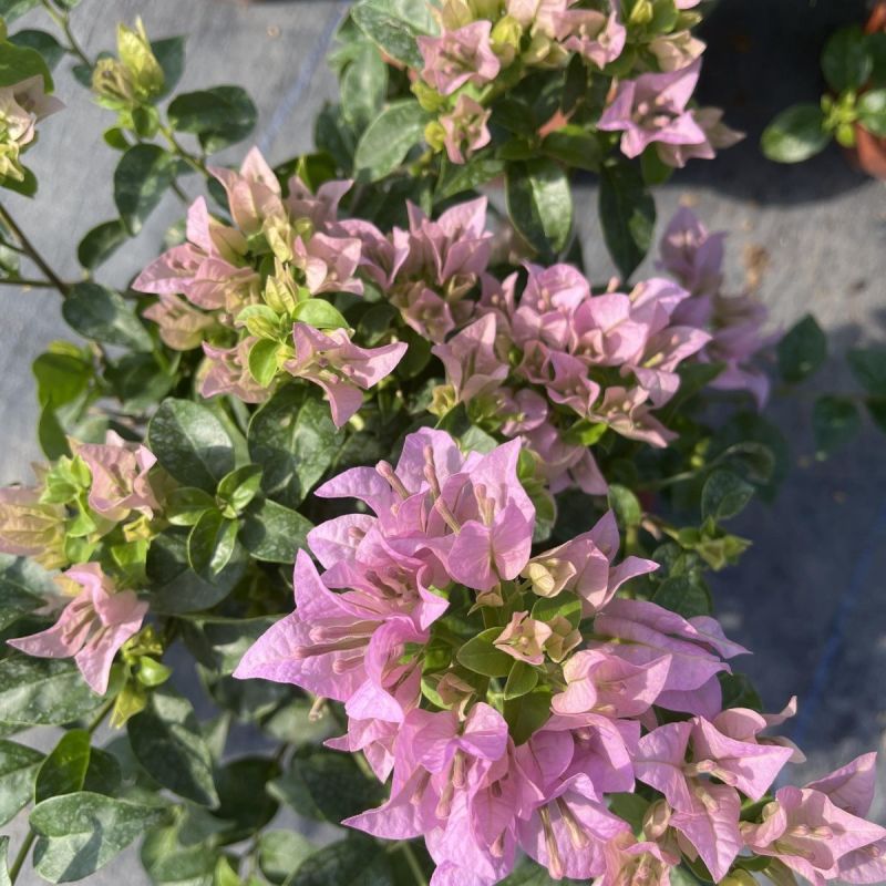 巴西紫三角梅盆栽绿叶雪紫浅紫色勤花品种原土原盆发货