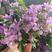 巴西紫三角梅盆栽绿叶雪紫浅紫色勤花品种原土原盆发货
