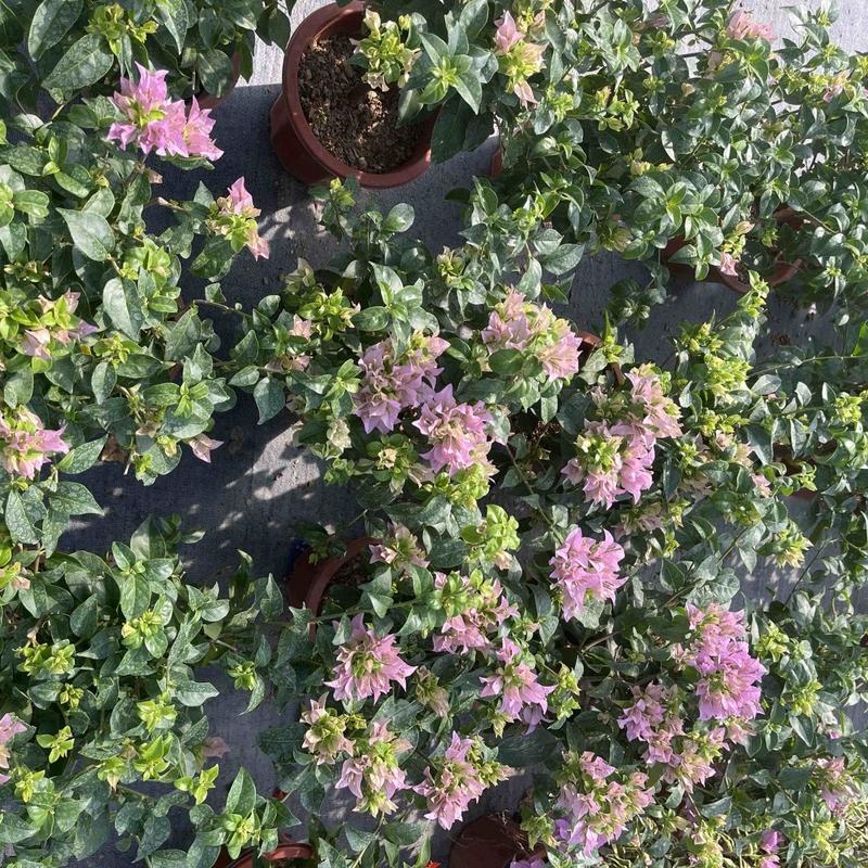 巴西紫三角梅盆栽绿叶雪紫浅紫色勤花品种原土原盆发货