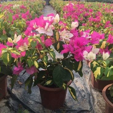 三角梅金心双色原盆种好发货塔紫带花苞四季开花勤花品种庭院