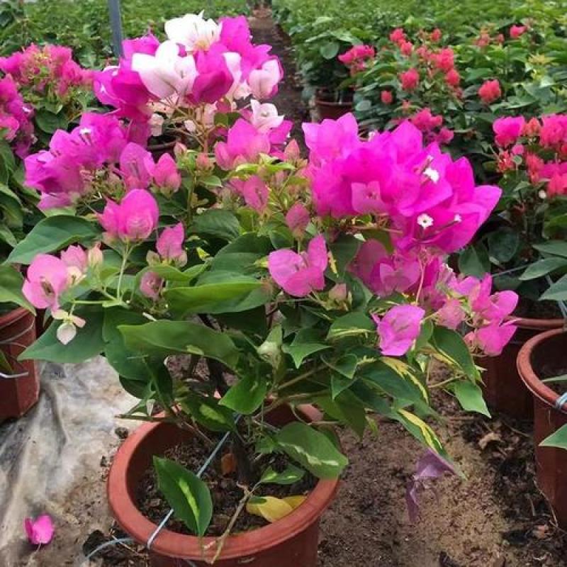 三角梅金心双色原盆种好发货塔紫带花苞四季开花勤花品种庭院