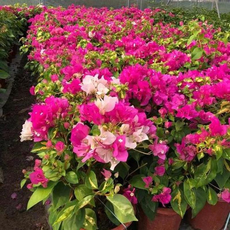 三角梅金心双色原盆种好发货塔紫带花苞四季开花勤花品种庭院