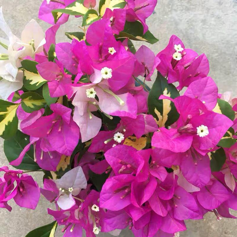 三角梅金心双色原盆种好发货塔紫带花苞四季开花勤花品种庭院