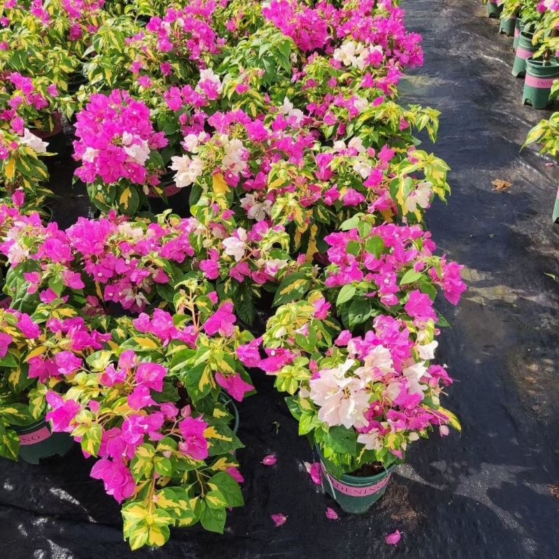 三角梅金心双色原盆种好发货塔紫带花苞四季开花勤花品种庭院