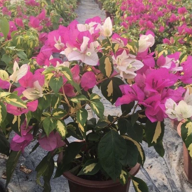 三角梅金心双色原盆种好发货塔紫带花苞四季开花勤花品种庭院