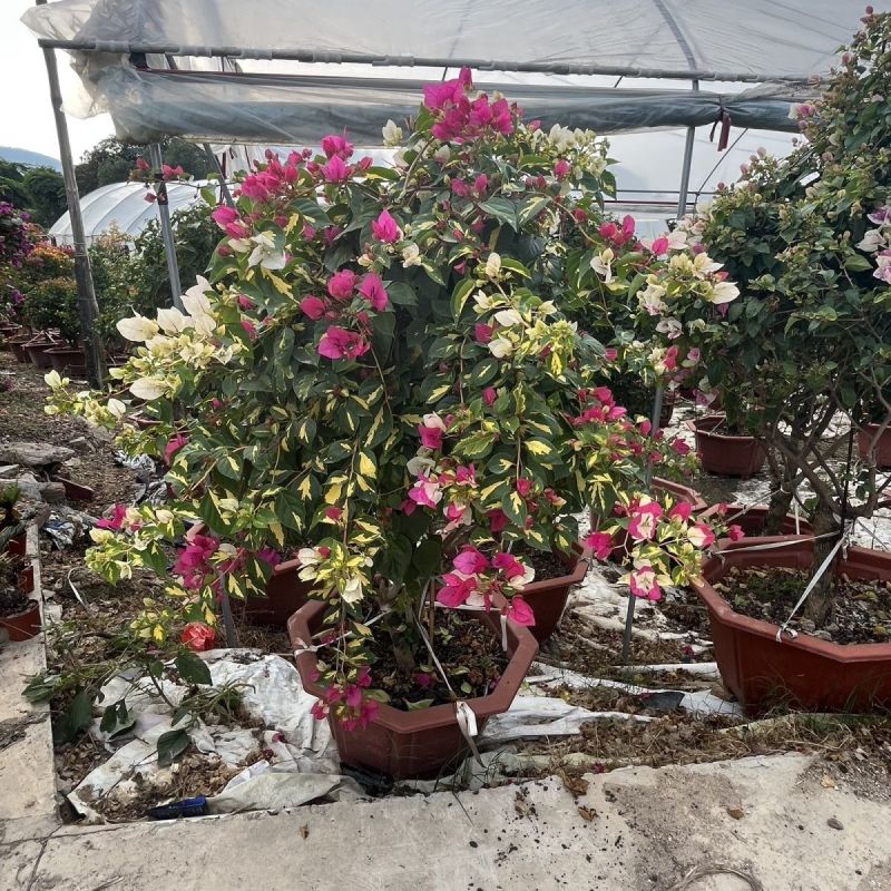 三角梅金心双色原盆种好发货塔紫带花苞四季开花勤花品种庭院