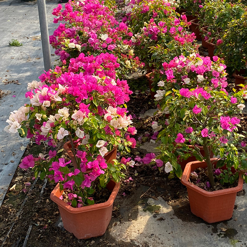 三角梅金心双色原盆种好发货塔紫带花苞四季开花勤花品种庭院
