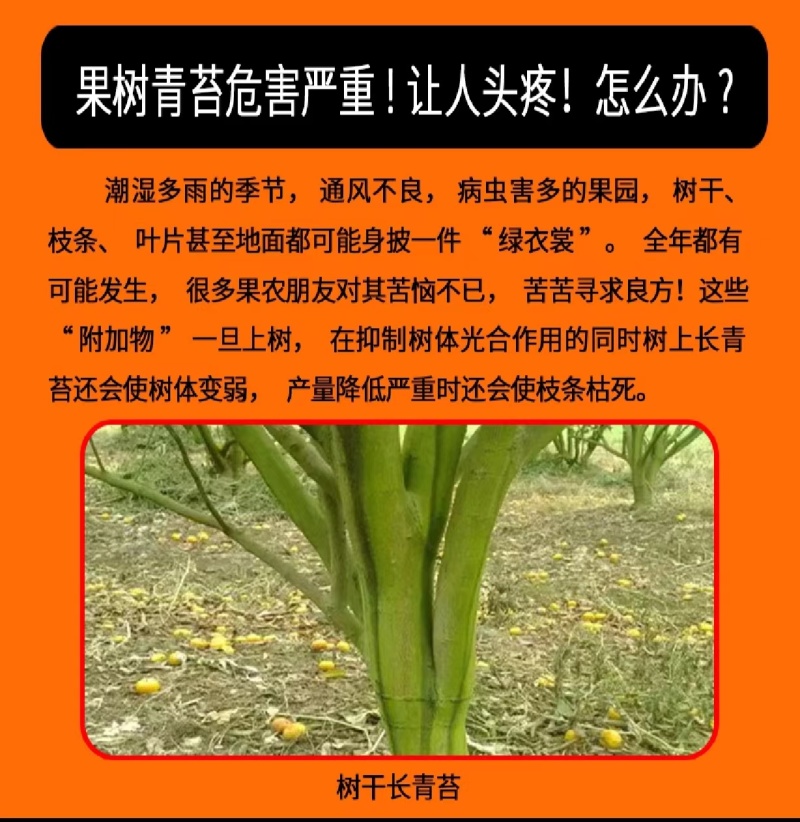 青苔无踪青苔去除剂不伤树干不伤树叶不伤果无刺激性气味