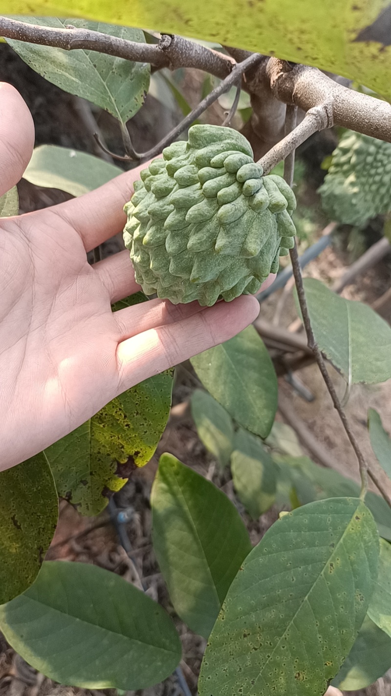 雷州释迦果，（佛头果）欢迎合作。可下产地，可视频