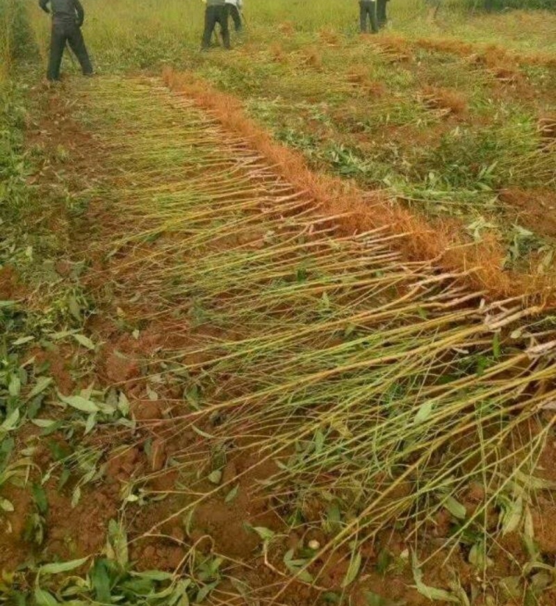 冬桃苗冬桃树苗晚熟品种口感脆甜多汁产量高保证质量