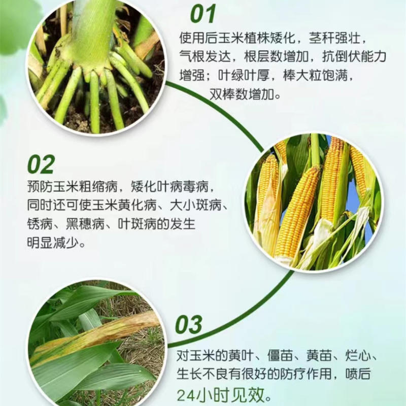30%胺鲜乙烯利玉米专用植物生长调节剂控旺抗倒伏农药