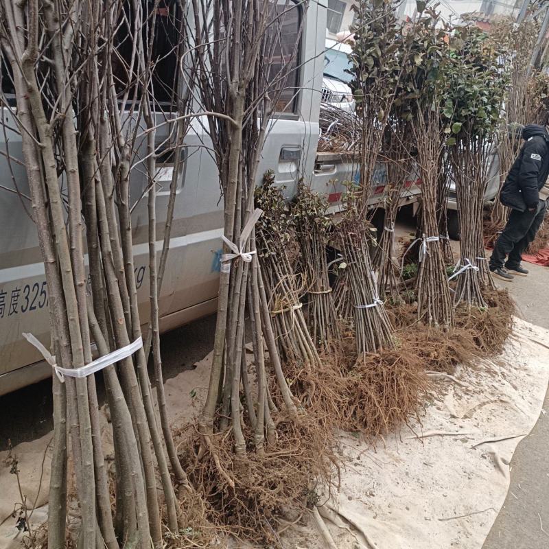 云南昭通苹果树苗，红露，瑞雪，维纳斯，新世纪，黑卡冰糖心