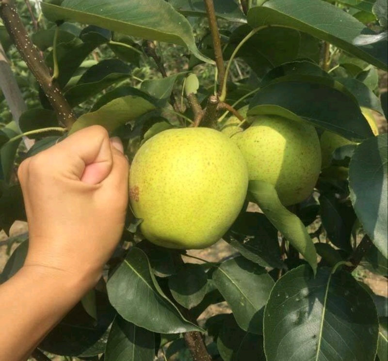 翠玉梨树苗早熟品种色泽好口感脆甜多汁保证品种纯度