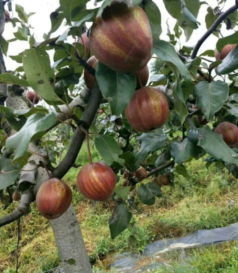 早酥红梨苗梨树苗基地直供保证质量可实地考察