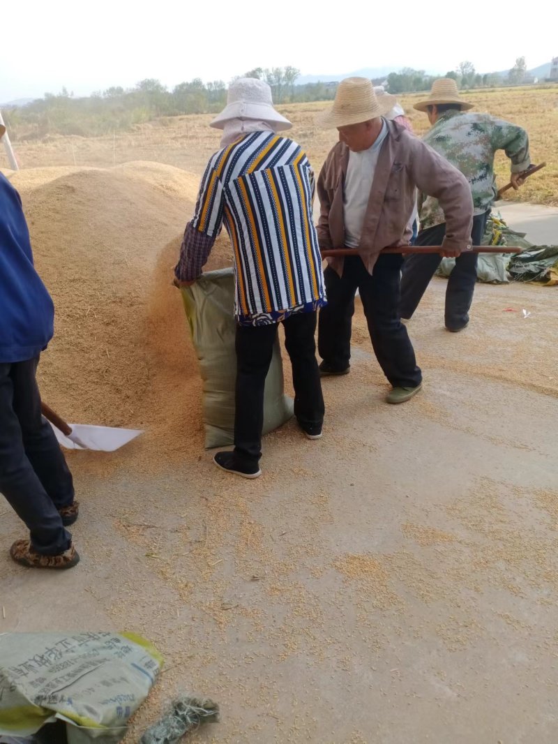 杂交水稻品质保证产地直发可视频看货欢迎咨询