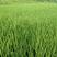 杂交水稻品质保证产地直发可视频看货欢迎咨询