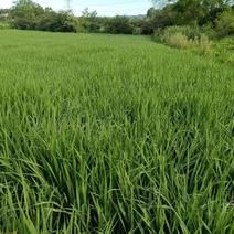 杂交水稻品质保证产地直发可视频欢迎咨询