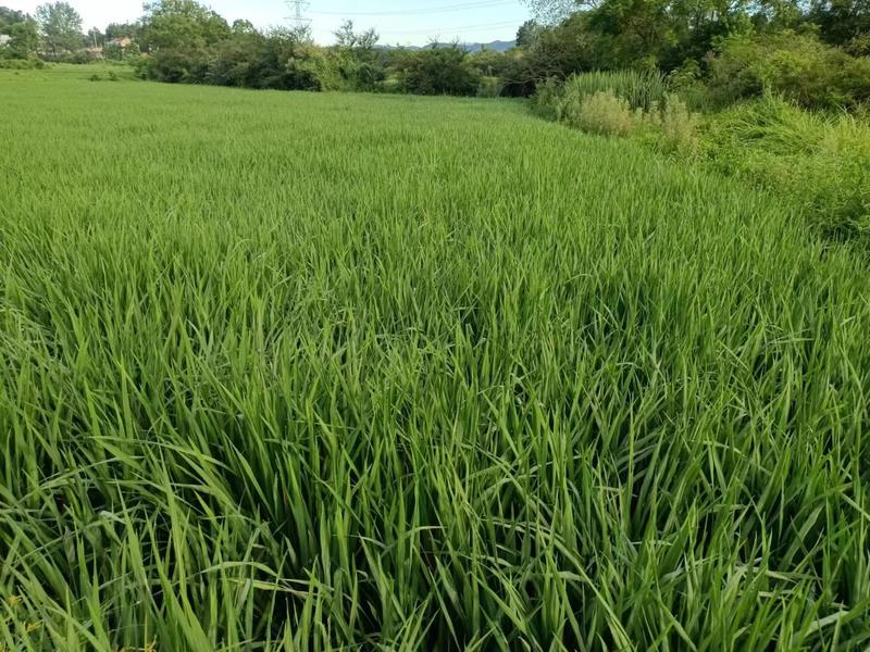杂交水稻品质保证产地直发可视频看货欢迎咨询