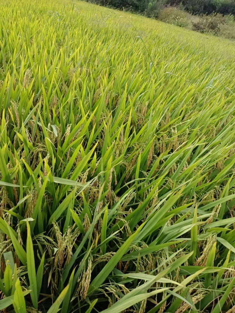 杂交水稻品质保证产地直发可视频看货欢迎咨询