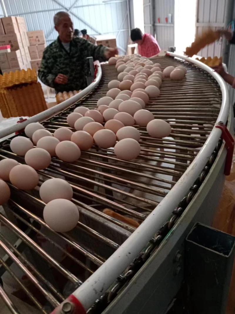赣州精品鸡蛋市场商超电商来电洽谈量大从优现收现发诚信合作