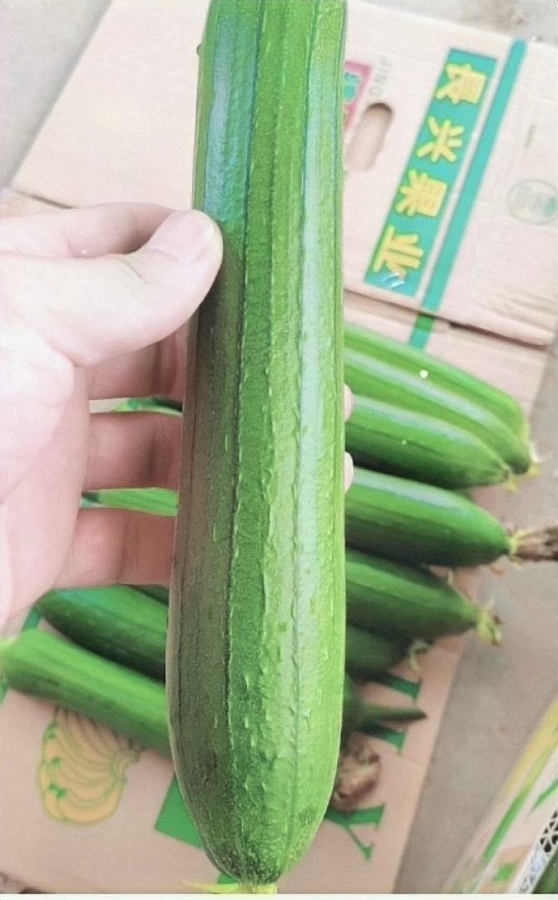 丝瓜种子早嫩油绿油亮丝瓜新品种早熟强雌瓜条顺直油亮