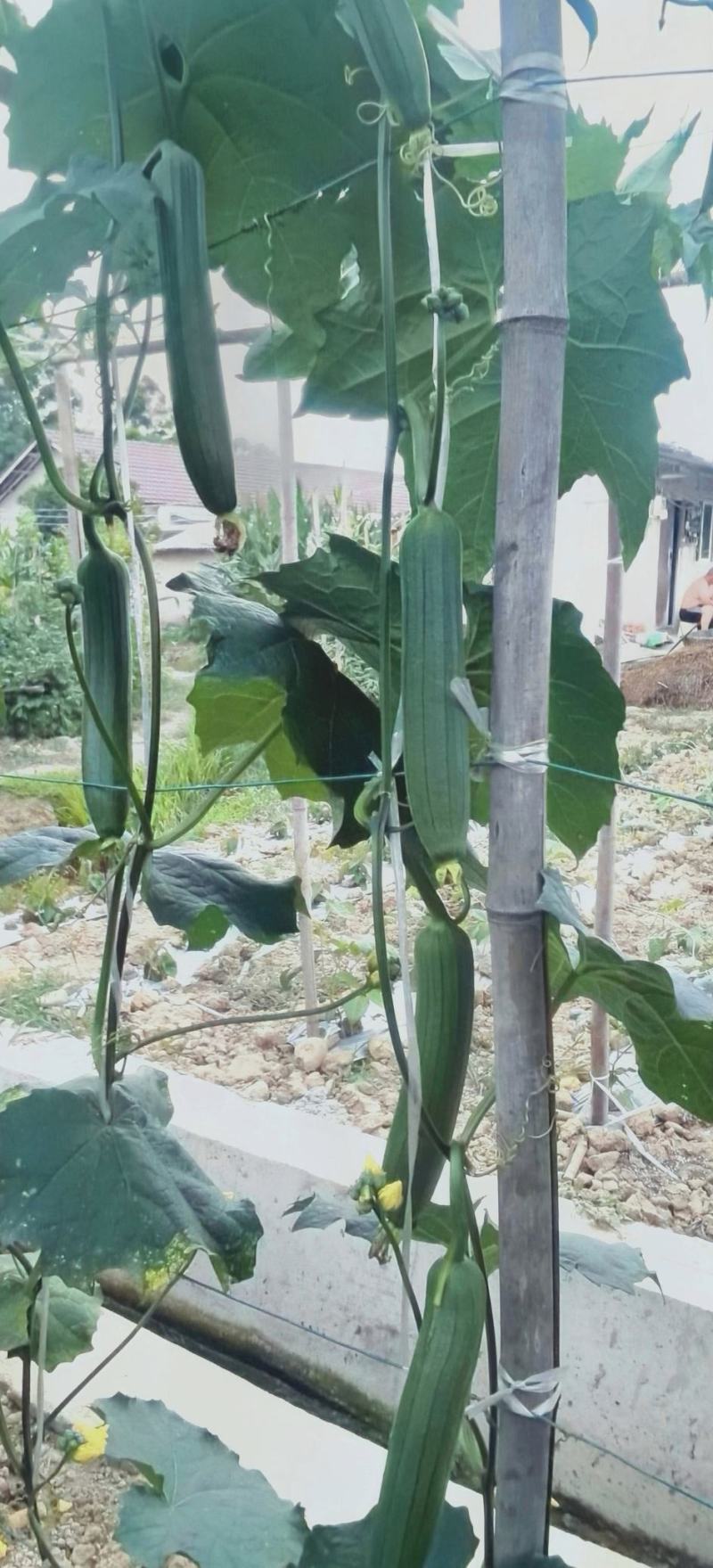 丝瓜种子早嫩油绿油亮丝瓜新品种早熟强雌瓜条顺直油亮