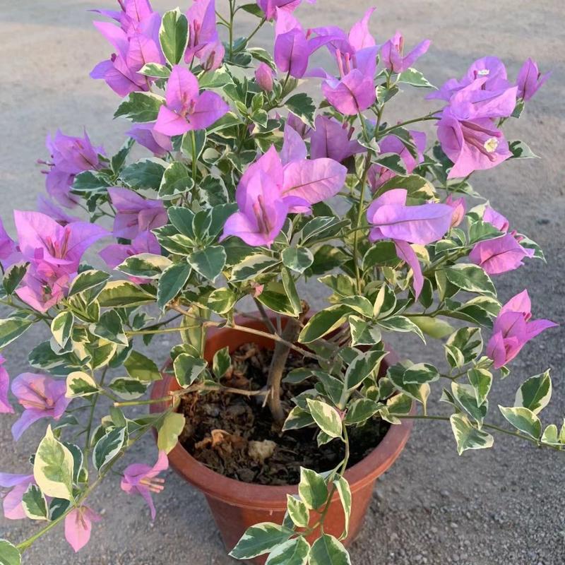 银边浅紫三角梅盆栽带花卉植物室内花苗老桩好养易活阳台四季