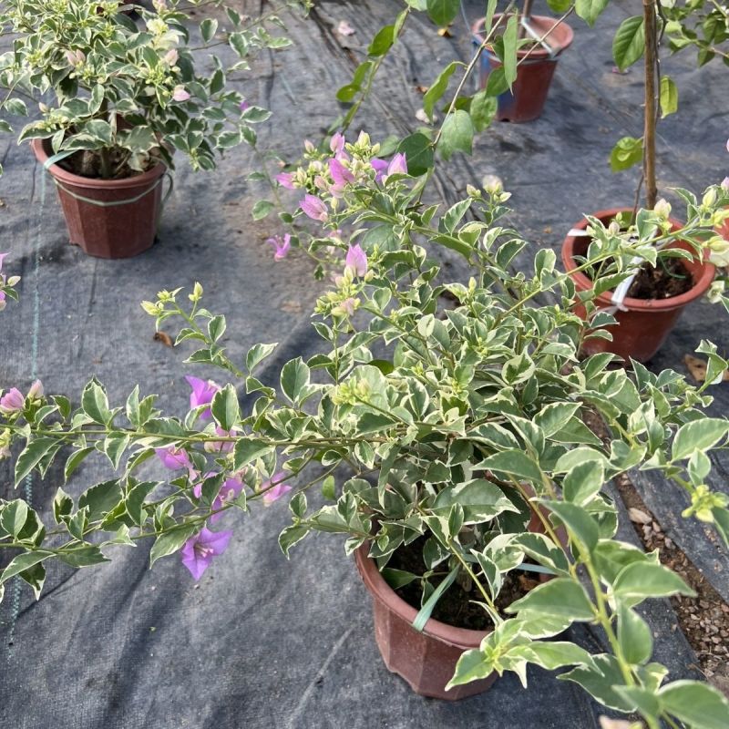 银边浅紫三角梅盆栽带花卉植物室内花苗老桩好养易活阳台四季