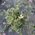 银边浅紫三角梅盆栽带花卉植物室内花苗老桩好养易活阳台四季