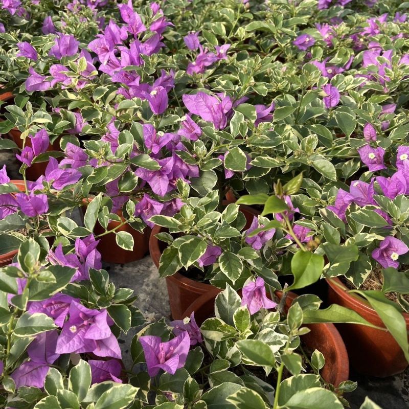 银边浅紫三角梅盆栽带花卉植物室内花苗老桩好养易活阳台四季