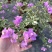 银边浅紫三角梅盆栽带花卉植物室内花苗老桩好养易活阳台四季
