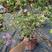 银边浅紫三角梅盆栽带花卉植物室内花苗老桩好养易活阳台四季