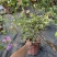 银边浅紫三角梅盆栽带花卉植物室内花苗老桩好养易活阳台四季