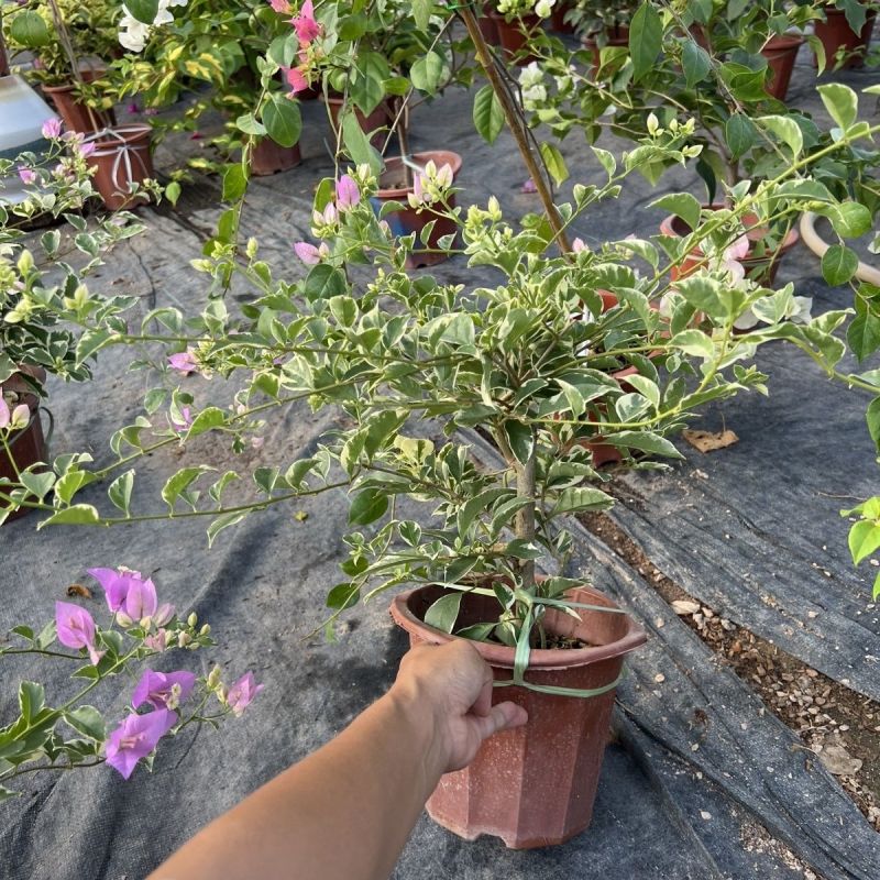 银边浅紫三角梅盆栽带花卉植物室内花苗老桩好养易活阳台四季