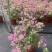 银边浅紫三角梅盆栽带花卉植物室内花苗老桩好养易活阳台四季