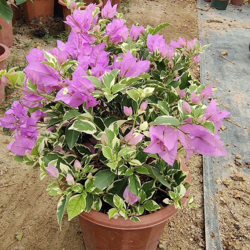 银边浅紫三角梅盆栽带花卉植物室内花苗老桩好养易活阳台四季