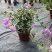银边浅紫三角梅盆栽带花卉植物室内花苗老桩好养易活阳台四季
