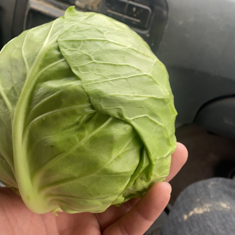 精品甘蓝大量上市全国发货品质保证