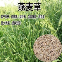 燕麦种子，饲用养殖牧草耐寒种籽高产鱼饲料草籽绿肥牛羊猪草