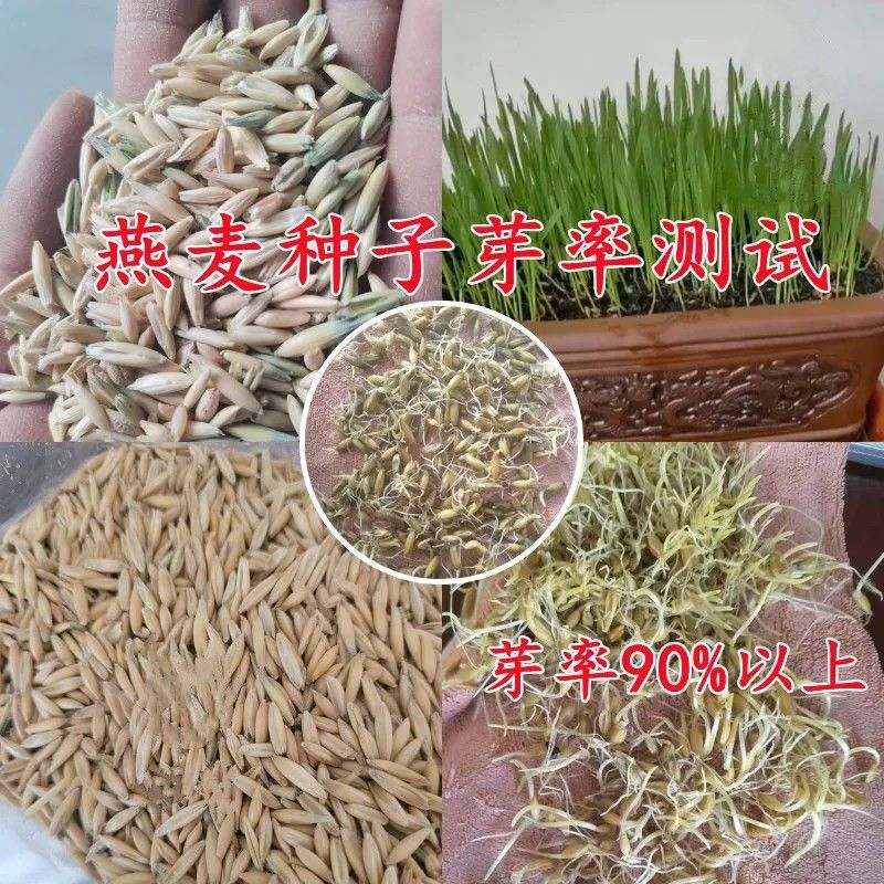 燕麦种子，饲用养殖牧草耐寒种籽高产鱼饲料草籽绿肥牛羊猪草