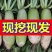 水果萝卜青萝卜产地看货论价保质保量欢迎订购
