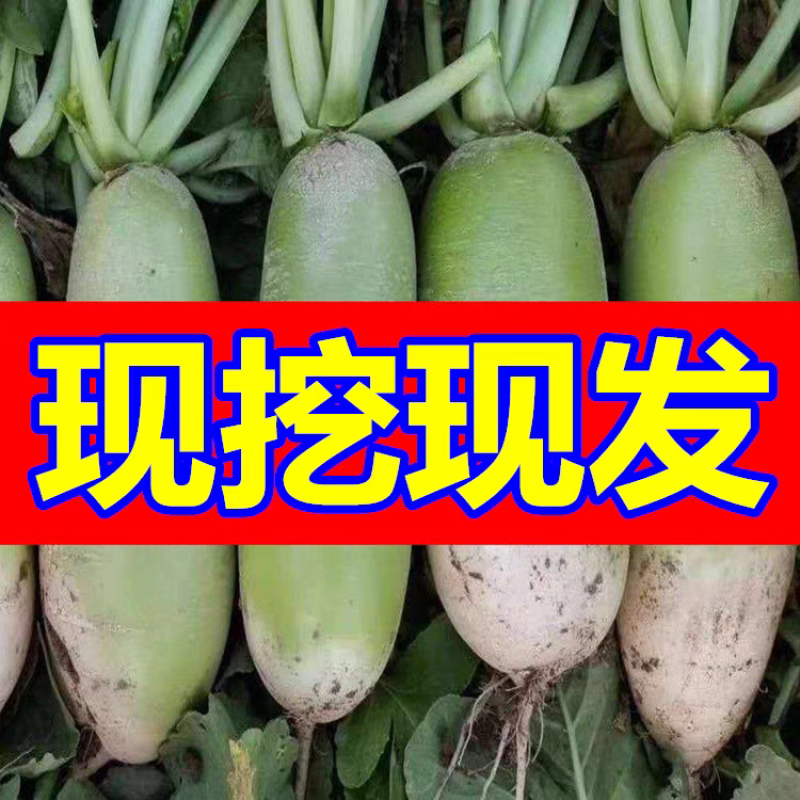 水果萝卜青萝卜产地看货论价保质保量欢迎订购