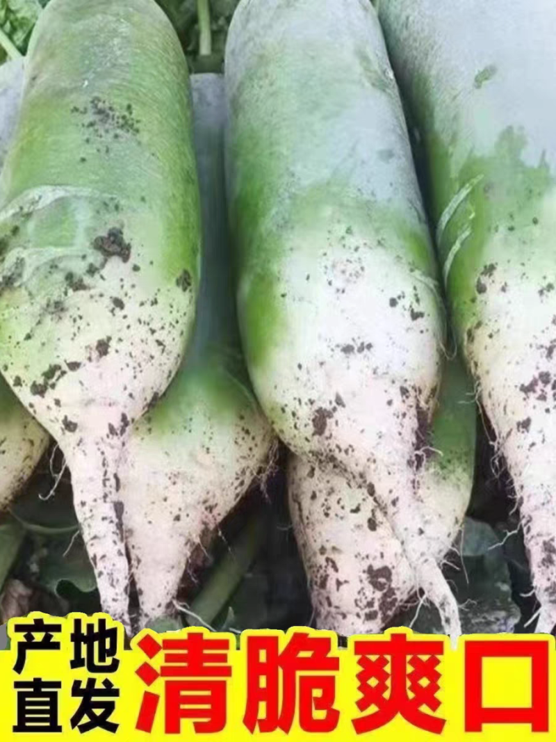 水果萝卜青萝卜产地看货论价保质保量欢迎订购