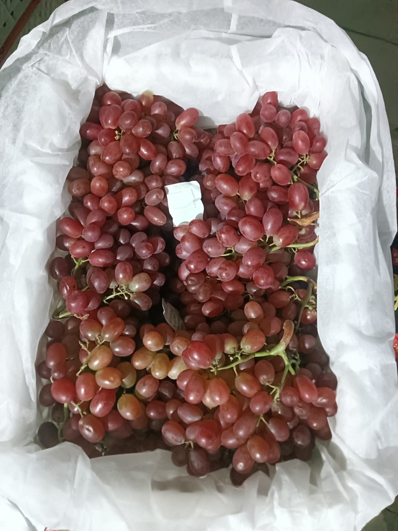 克伦生葡萄大量上市供货中冷库货各种规格精品货市场货电商货
