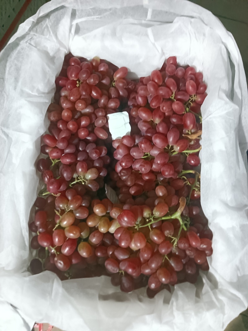 克伦生葡萄大量上市供货中冷库货各种规格精品货市场货电商货